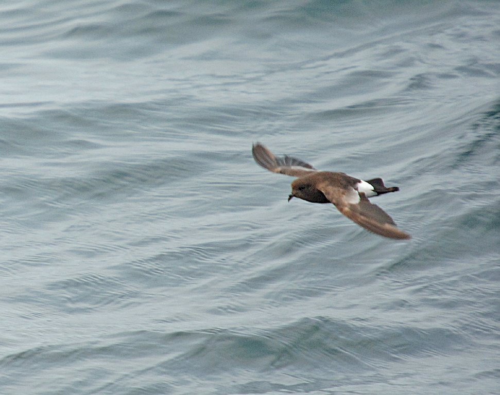 Storm-Petrel, Wilson's, 2006-07081819 Hyannis, MA.JPG - Wilson's Storm Petrel, Broolkine July 2006 Hyannis pelagic bird trip